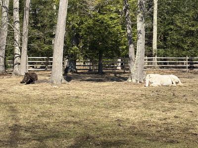 Two Horses Laying